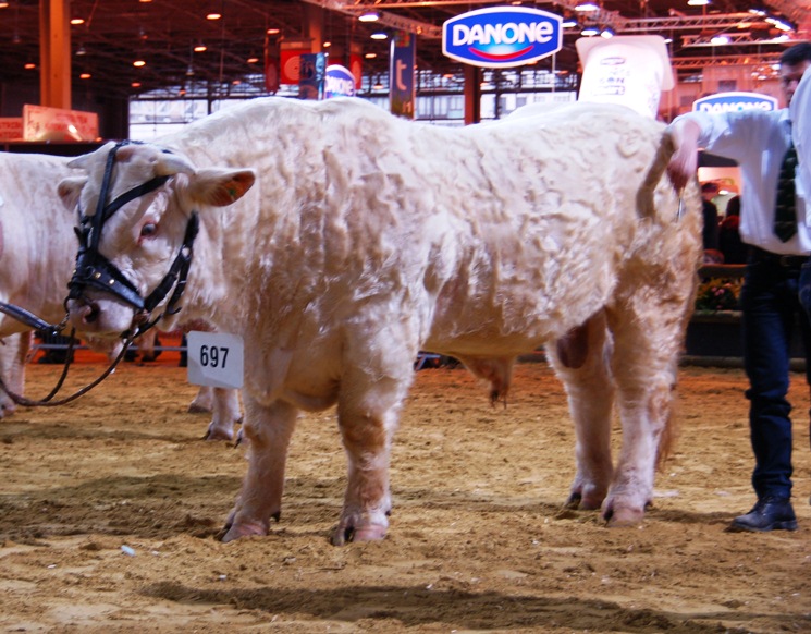 Fodale Paris 2012